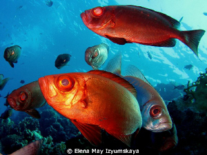 Red-in-Red... Crescent-tail bigeye by Elena May Izyumskaya 